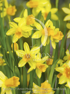 botanic stock photo Narcissus