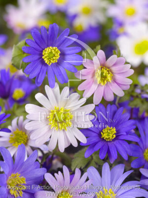 botanic stock photo Anemone