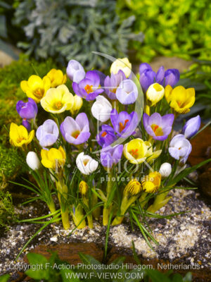 botanic stock photo Crocus