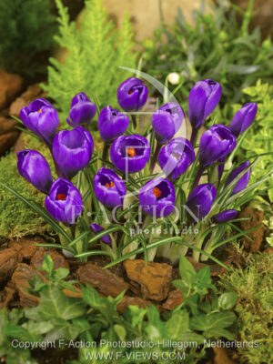 botanic stock photo Crocus
