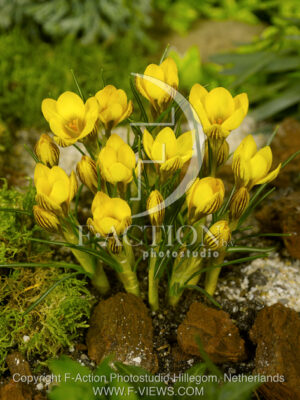 botanic stock photo Crocus