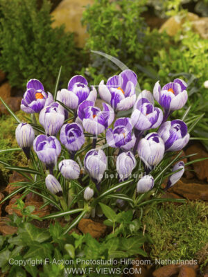 botanic stock photo Crocus