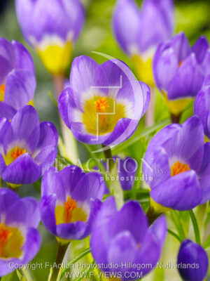 botanic stock photo Crocus