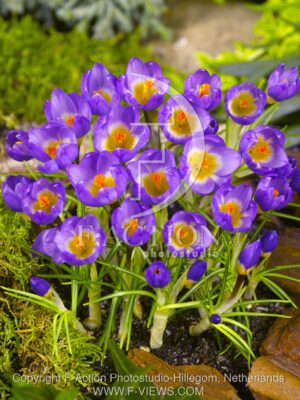 botanic stock photo Crocus