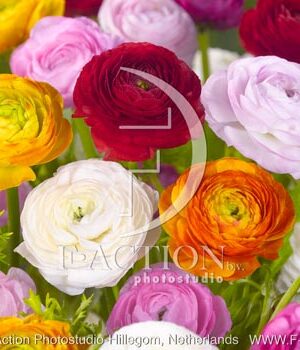 botanic stock photo Ranunculus