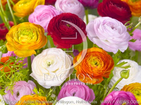 botanic stock photo Ranunculus