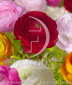 botanic stock photo Ranunculus