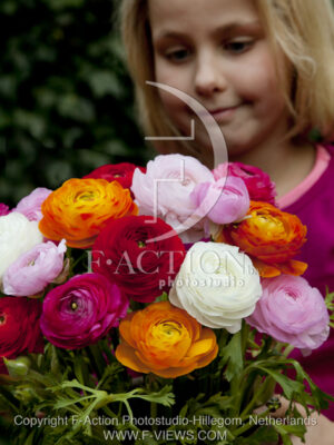 botanic stock photo Ranunculus