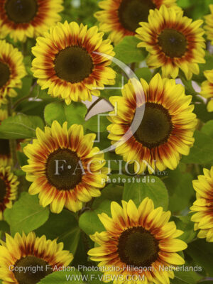 botanic stock photo Helianthus