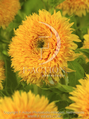 botanic stock photo Helianthus