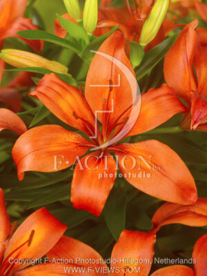 botanic stock photo Lilium