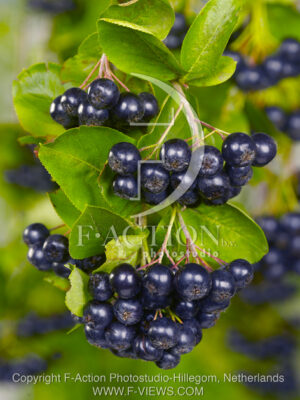 botanic stock photo Ribes