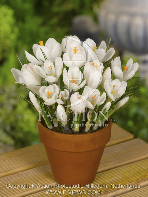botanic stock photo Crocus