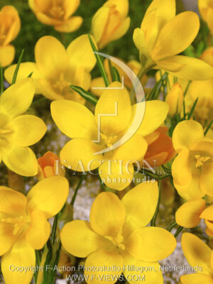 botanic stock photo Crocus