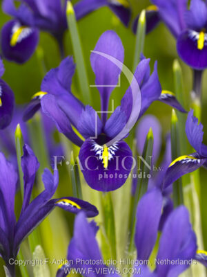 botanic stock photo Iris reticulata