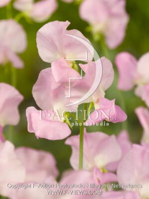 botanic stock photo Lathyrus