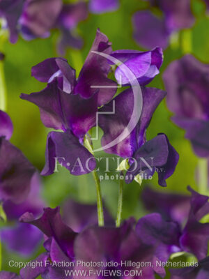 botanic stock photo Lathyrus