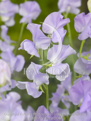 botanic stock photo Lathyrus