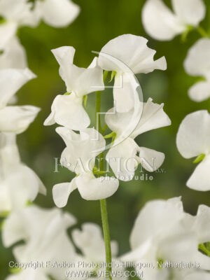 botanic stock photo Lathyrus