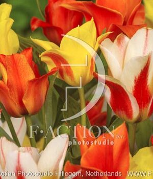 botanic stock photo Tulipa