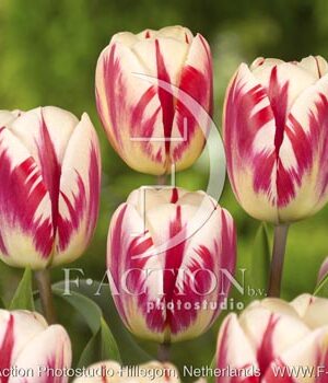 botanic stock photo Tulipa