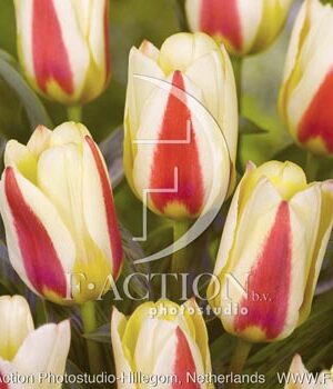 botanic stock photo Tulipa
