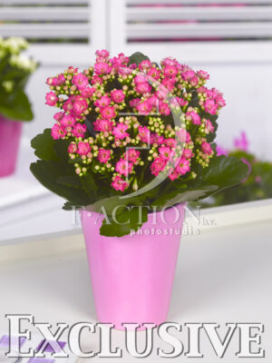 botanic stock photo Kalanchoe