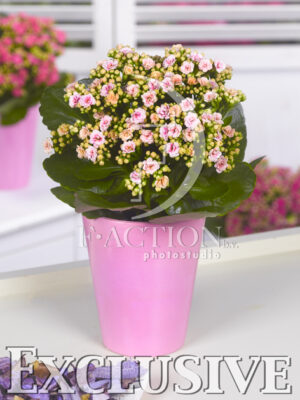 botanic stock photo Kalanchoe
