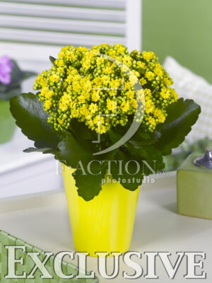 botanic stock photo Kalanchoe