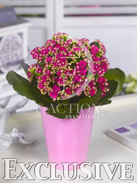 botanic stock photo Kalanchoe