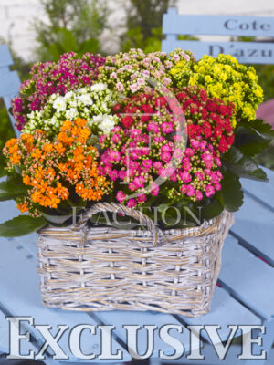 botanic stock photo Kalanchoe