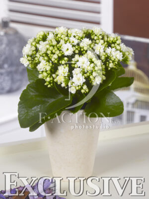 botanic stock photo Kalanchoe