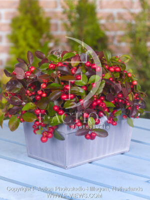 botanic stock photo Gaultheria