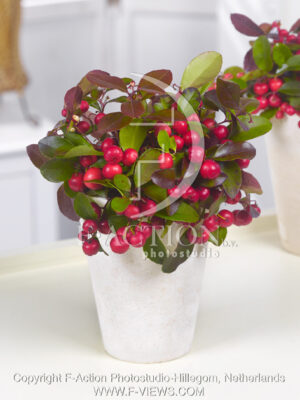 botanic stock photo Gaultheria