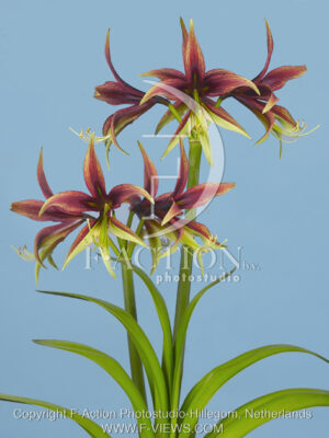 botanic stock photo Hippeastrum