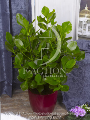 botanic stock photo Clusia