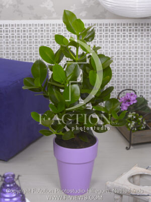 botanic stock photo Clusia