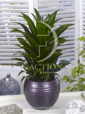 botanic stock photo Dracaena