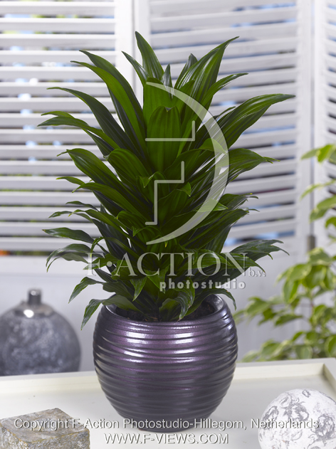 botanic stock photo Dracaena