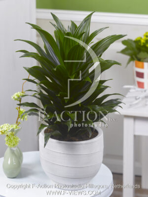 botanic stock photo Dracaena