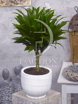 botanic stock photo Dracaena