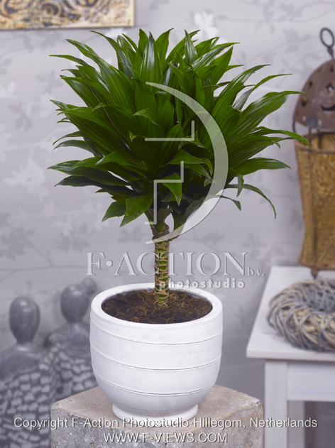 botanic stock photo Dracaena