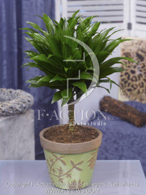 botanic stock photo Dracaena