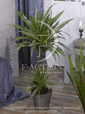botanic stock photo Dracaena