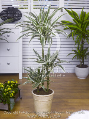 botanic stock photo Dracaena