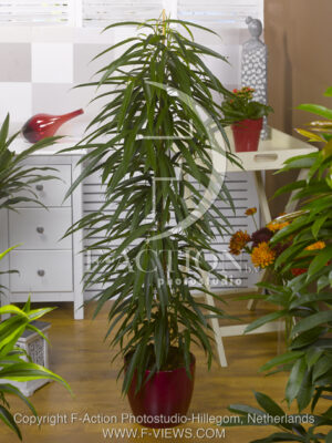 botanic stock photo Ficus