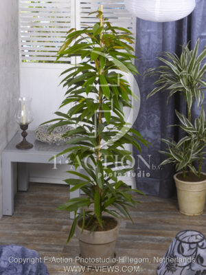 botanic stock photo Ficus