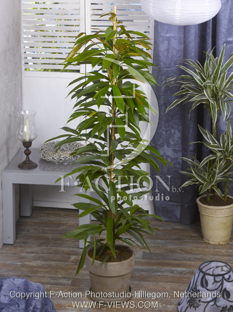 botanic stock photo Ficus