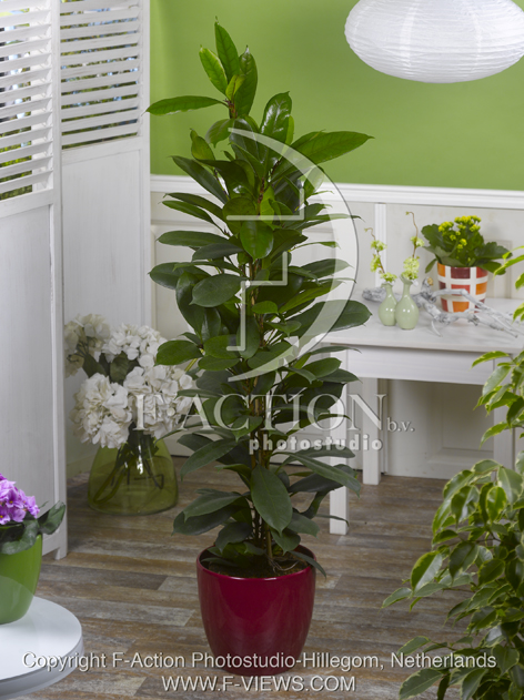 botanic stock photo Ficus