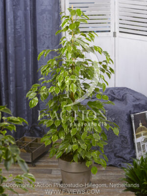 botanic stock photo Ficus